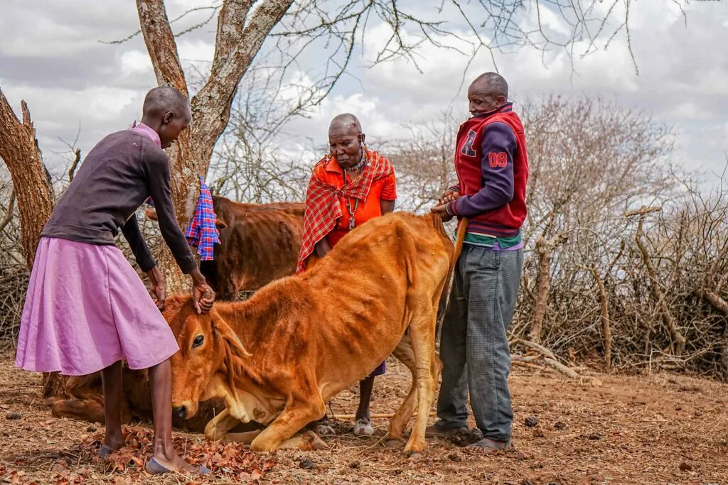 Climate Change, Early Marriages, and FGM: A Vicious Cycle of Poverty in Maasai Communities. Billy Miaron