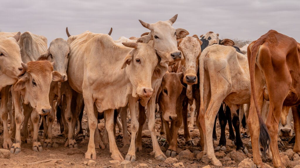 September 22nd, 2022. Cattle comfort each other as they desperately wait to get their turn at a watering point in Marsabit County, Kenya. Billy Miaron Best Documentary Photographer Kenya
