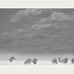 Upcoming Nature Photography Exhibition