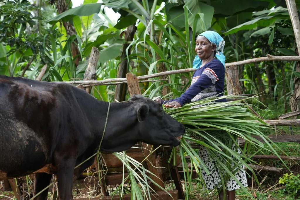 Jane Kwamboka feeds one of her dairy cows that she managed to buy through the support of Kahawa 1893. Photo by Billy Miaron
